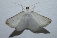 Leuciris