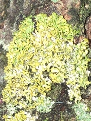 Physcia dubia