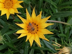Apis mellifera