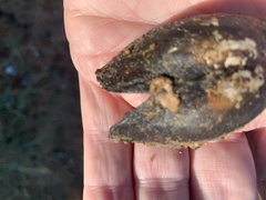 Utterbackia imbecillis