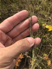 Aristida palustris