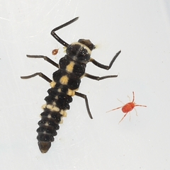 Cycloneda munda