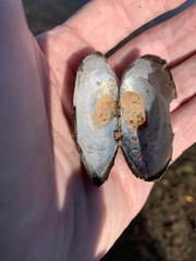 Utterbackia imbecillis