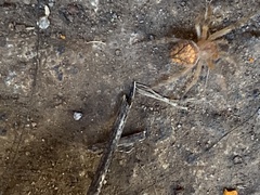 Eriophora