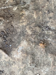 Eriophora
