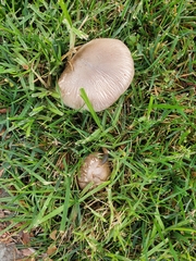 Coprinopsis uliginicola