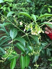 Vaccinium bracteatum