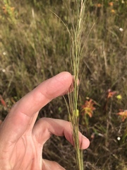 Aristida palustris