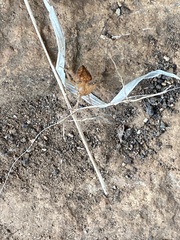 Eriophora