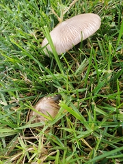 Coprinopsis uliginicola