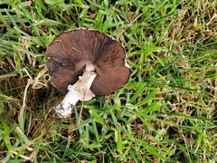 Coprinopsis uliginicola