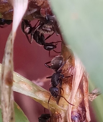 Camponotus mus