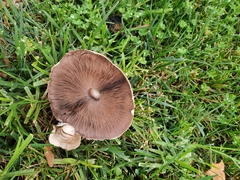 Coprinopsis uliginicola