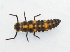 Cycloneda munda