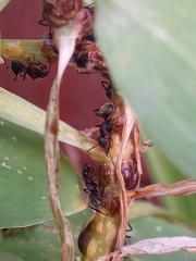 Camponotus mus