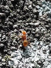 Cephalotes clypeatus