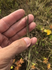 Aristida palustris