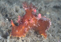 Plocamopherus imperialis