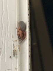 Dysdera crocata