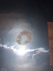 Psilocybe ovoideocystidiata
