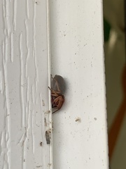 Dysdera crocata