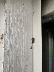 Dysdera crocata