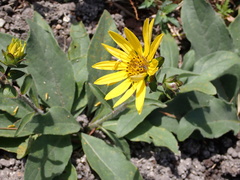 Silphium gracile