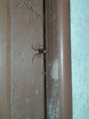 Steatoda triangulosa