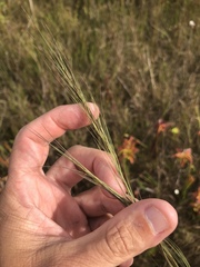 Aristida palustris