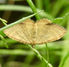 Chrysolarentia correlata
