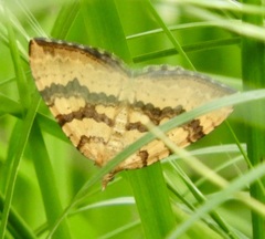 Chrysolarentia correlata