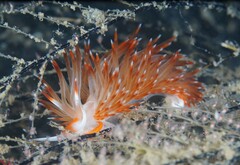 Sakuraeolis nungunoides