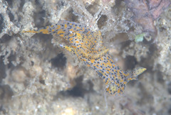 Polycerinae
