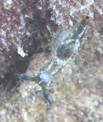 Plocamopherus