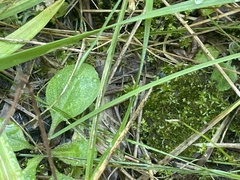 Hyophila involuta