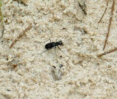 Cicindela abdominalis