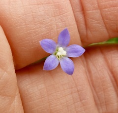 Wahlenbergia gracilis
