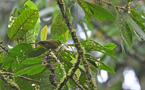 Oleaginous Hemispingus (Sphenopsis frontalis), photo 8