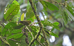 Sphenopsis frontalis