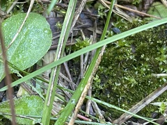 Hyophila involuta
