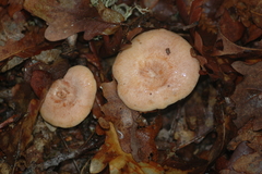 Lactarius chrysorrheus