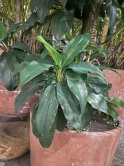 Asparagaceae