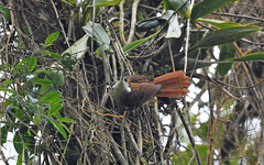 Pseudocolaptes boissonneautii
