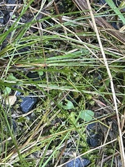 Hyophila involuta