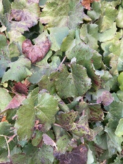 Vitis californica