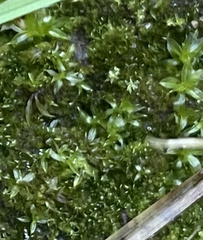 Hyophila involuta