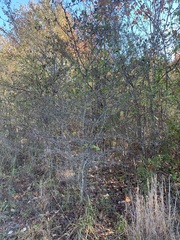 Crataegus crus-galli