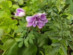 Magnoliopsida