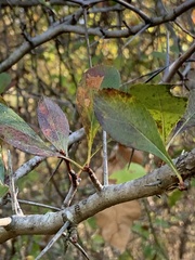 Crataegus crus-galli
