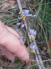 Dianella